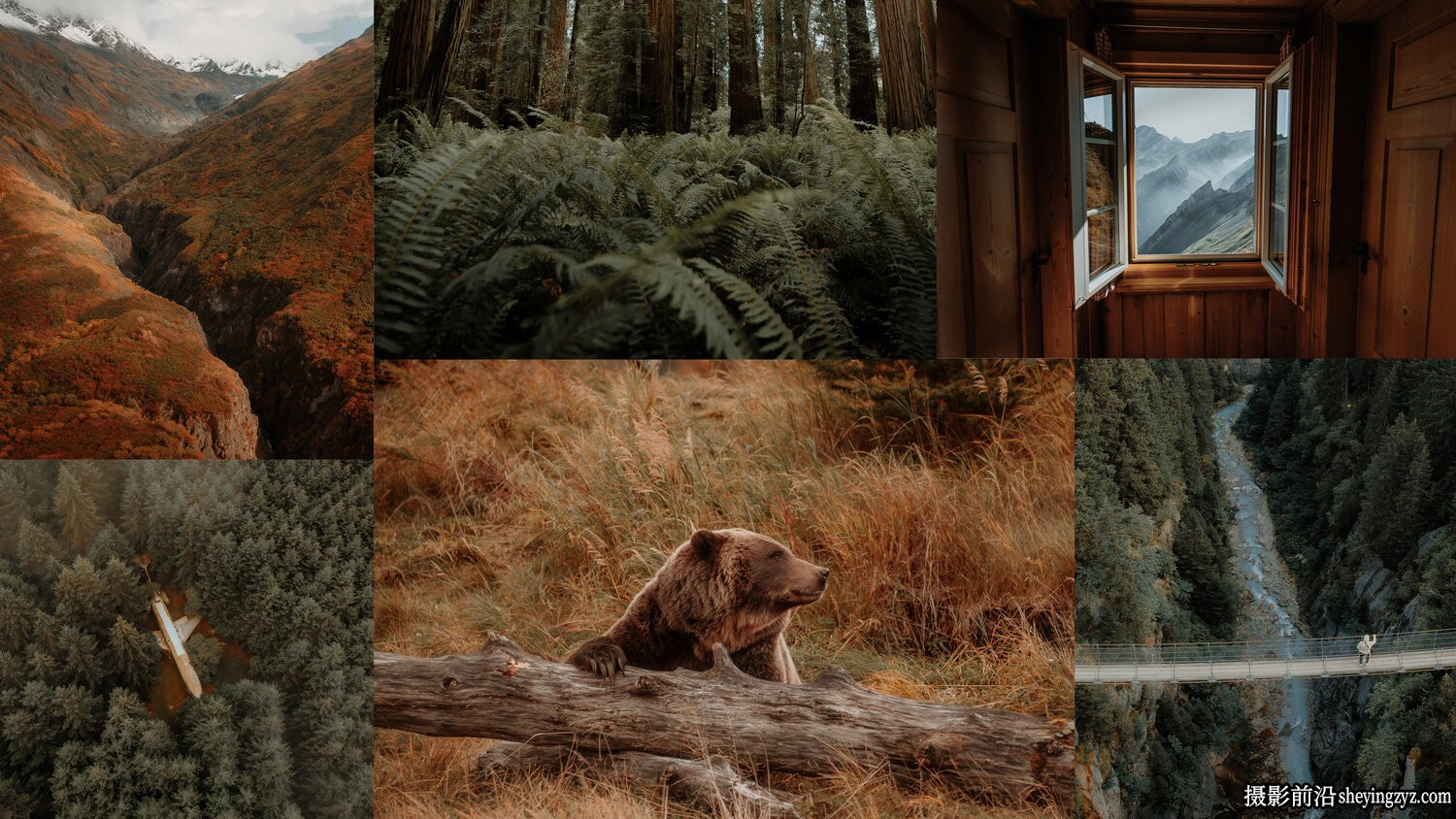 旅拍森系风光LR预设ACR预设 Chris Henry - Forest Foliage Presets