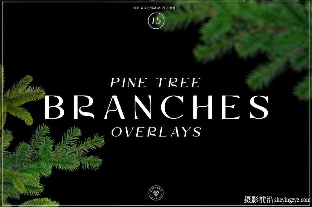 15张松树树枝前景合成覆盖PNG免扣素材