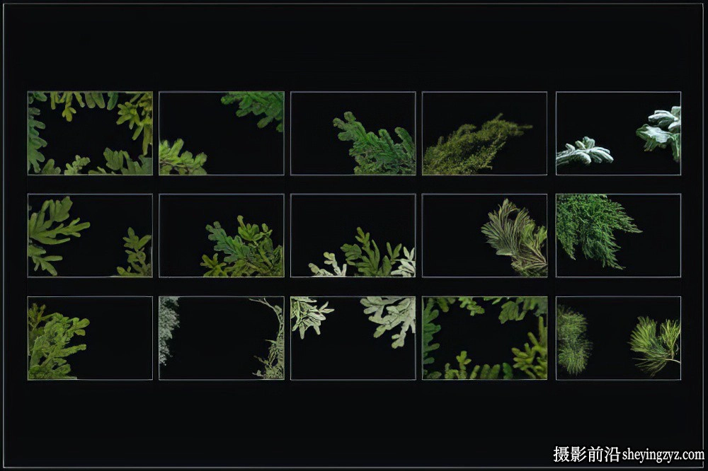 15张松树树枝前景合成覆盖PNG免扣素材