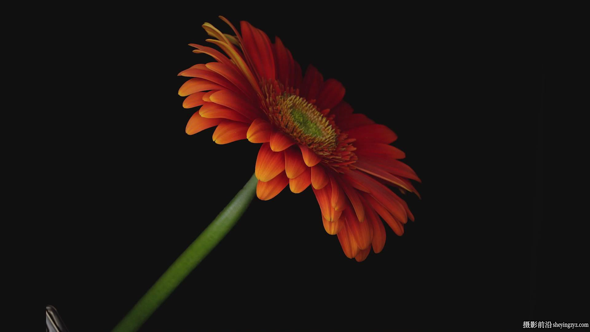 KelbyOne-令人惊叹的花卉植物图像摄影完整指南教程-中英字幕