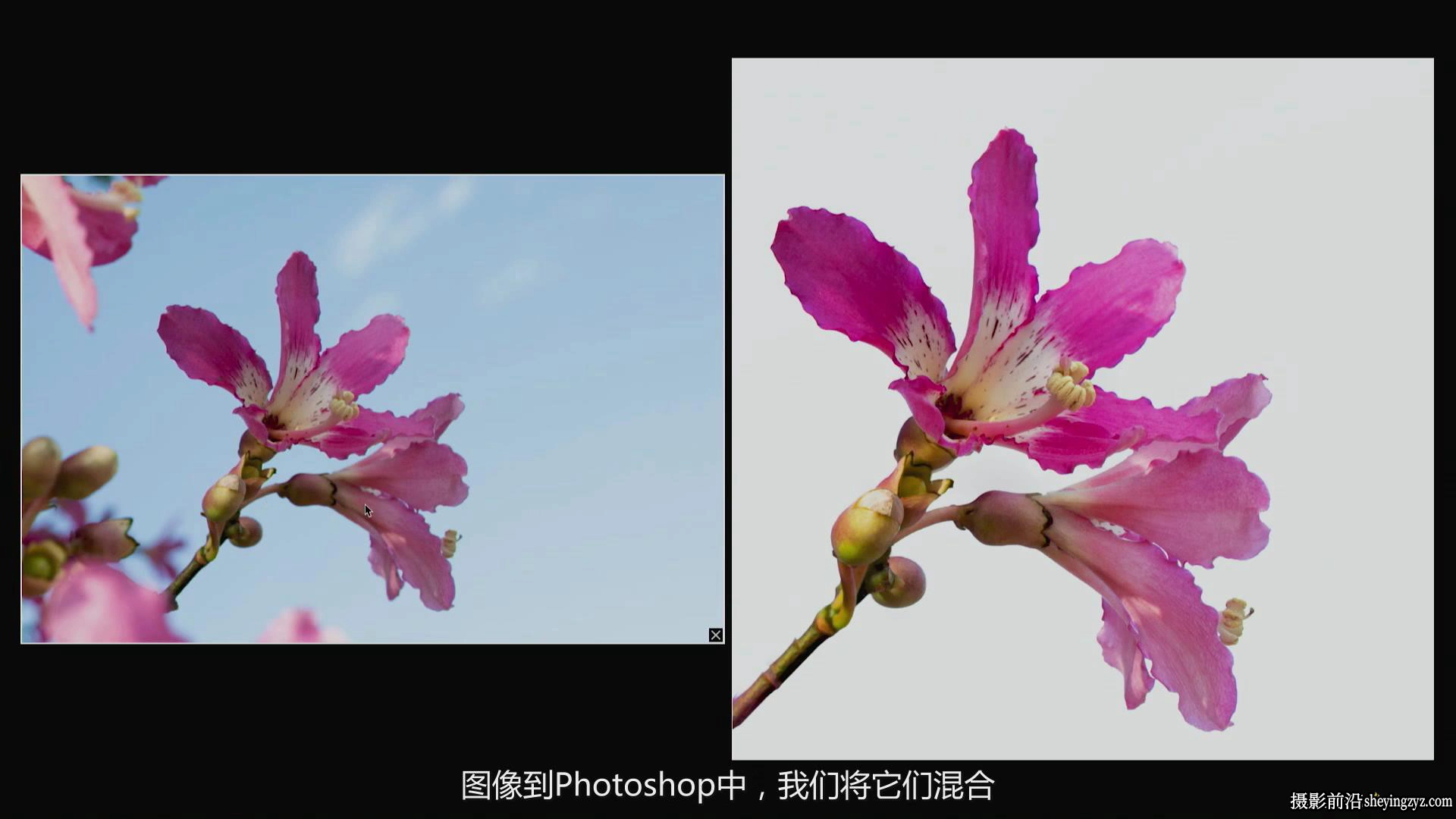 KelbyOne - Jackie Kramer掌握花卉微距艺术摄影教程-中文字幕