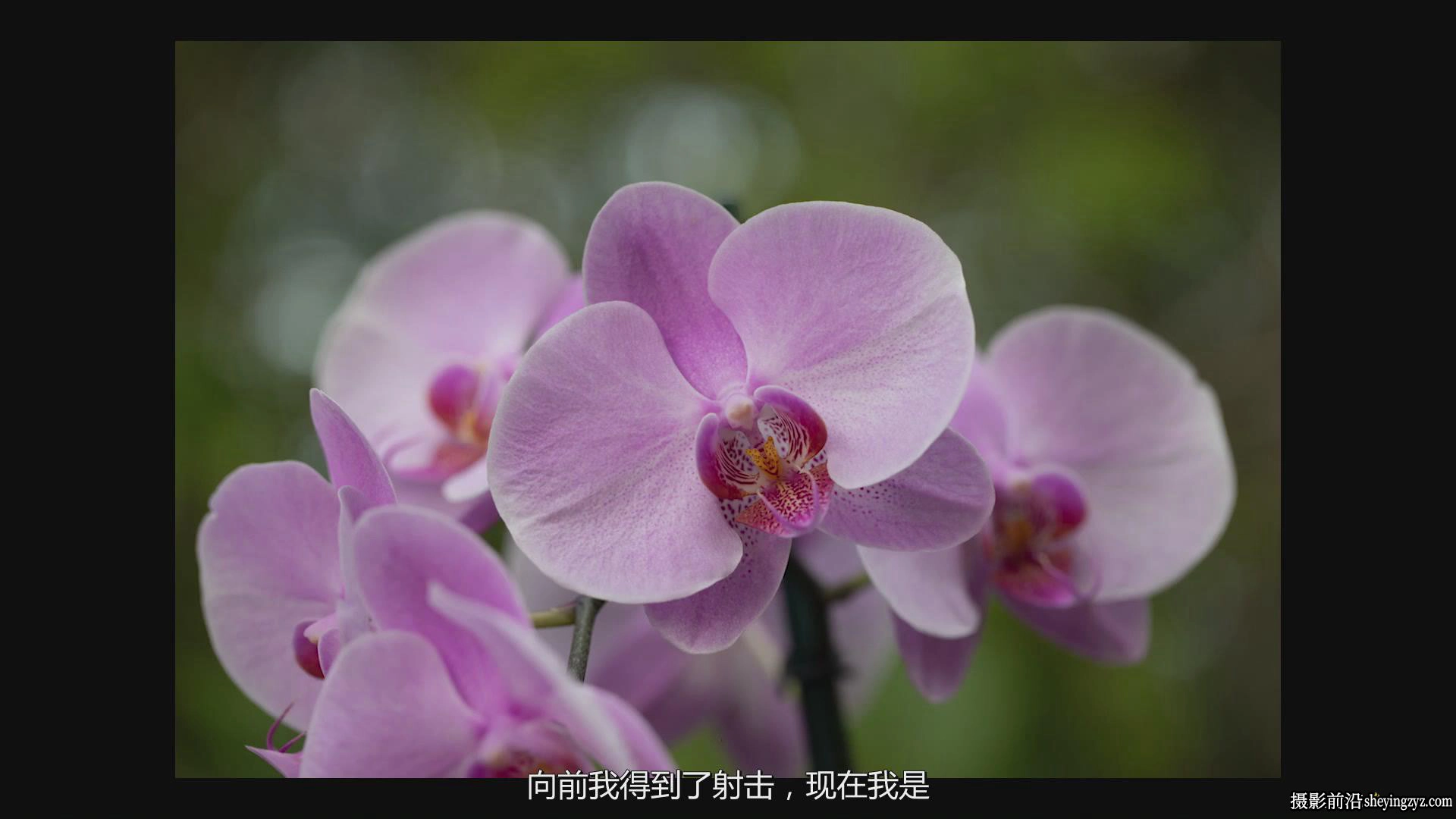 KelbyOne - Jackie Kramer掌握花卉微距艺术摄影教程-中文字幕