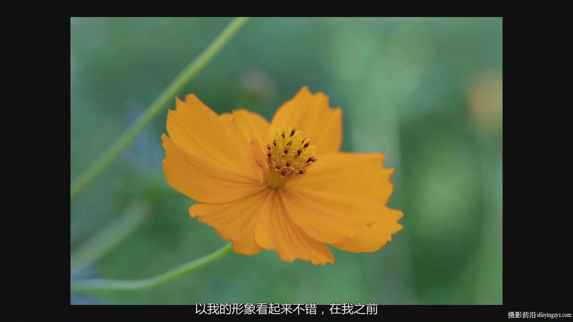 KelbyOne - Jackie Kramer掌握花卉微距艺术摄影教程-中文字幕