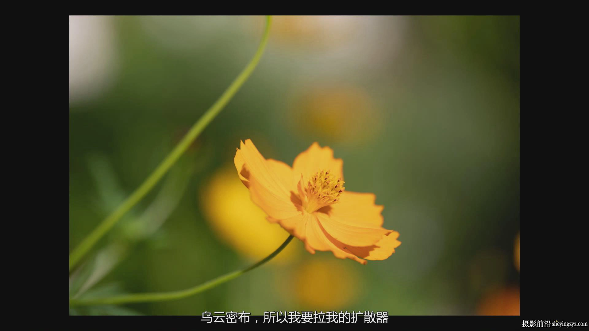 KelbyOne - Jackie Kramer掌握花卉微距艺术摄影教程-中文字幕
