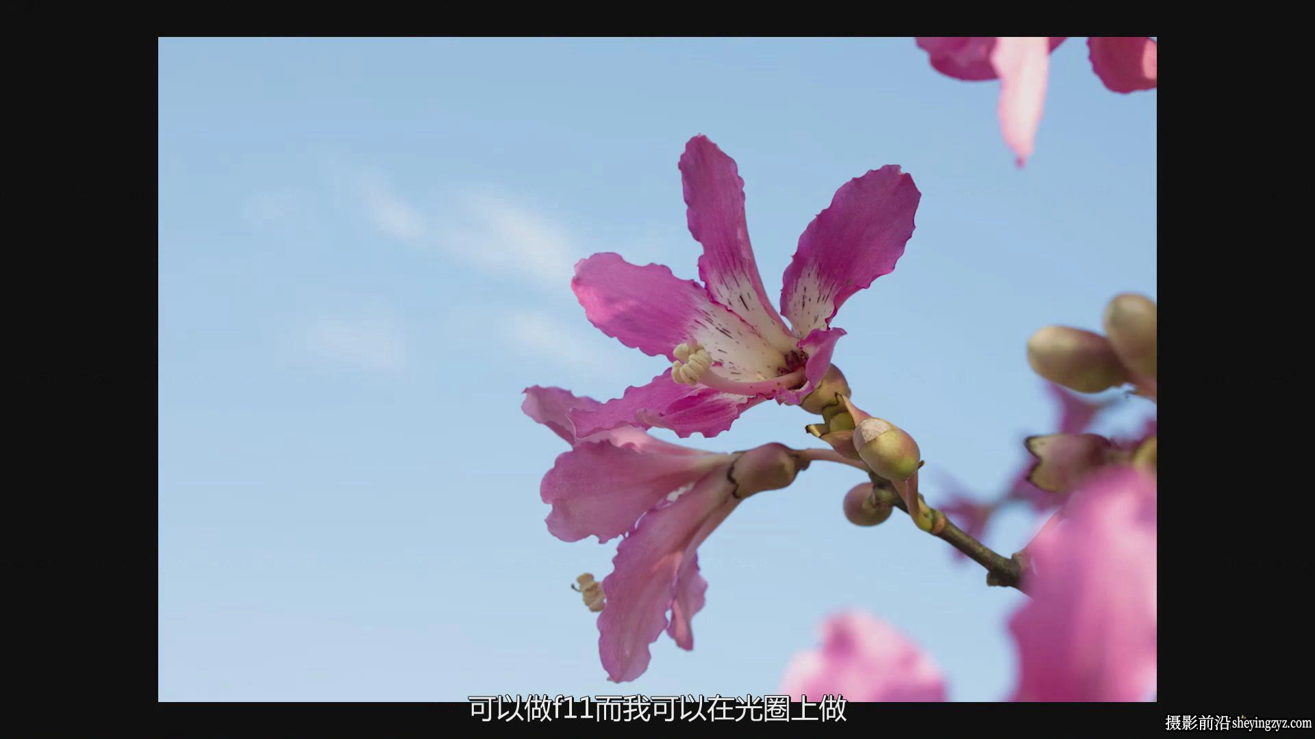 KelbyOne - Jackie Kramer掌握花卉微距艺术摄影教程-中文字幕