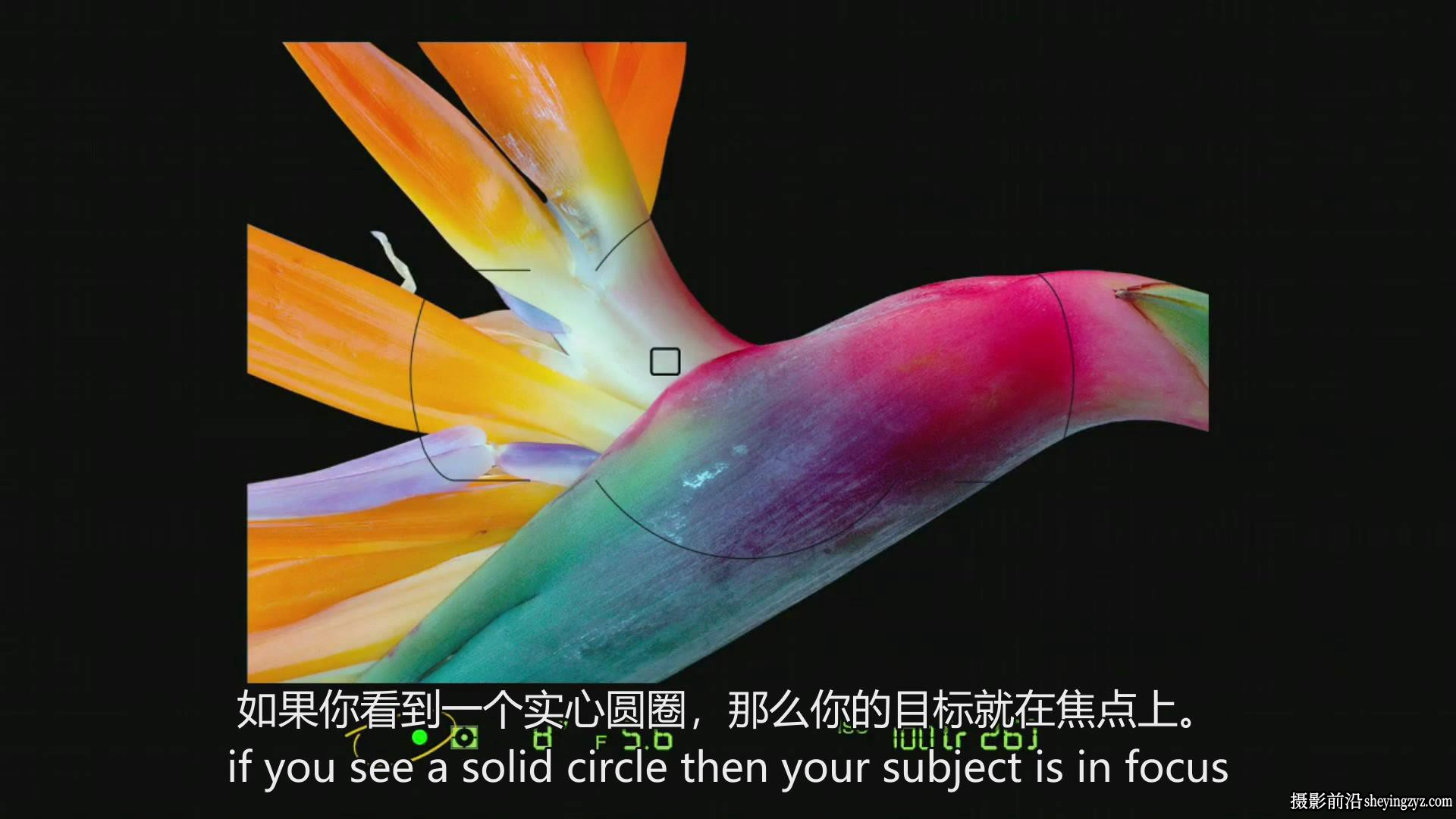 kelbyone–Larry Becker充分掌握尼康D800指南教程-中英字幕