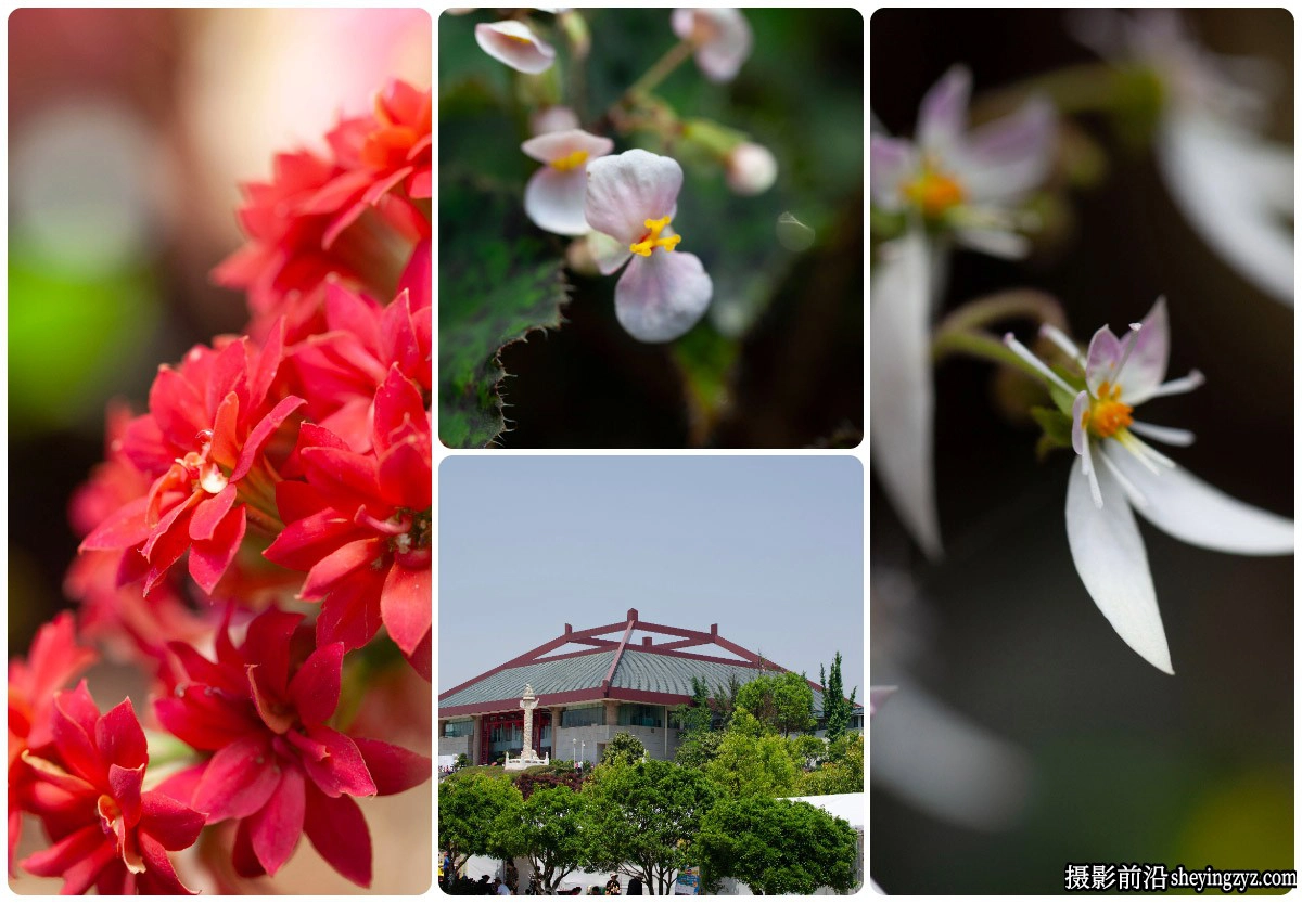 免费风光RAW原图-公园随拍花卉RAW原图,修图练习RAW素材