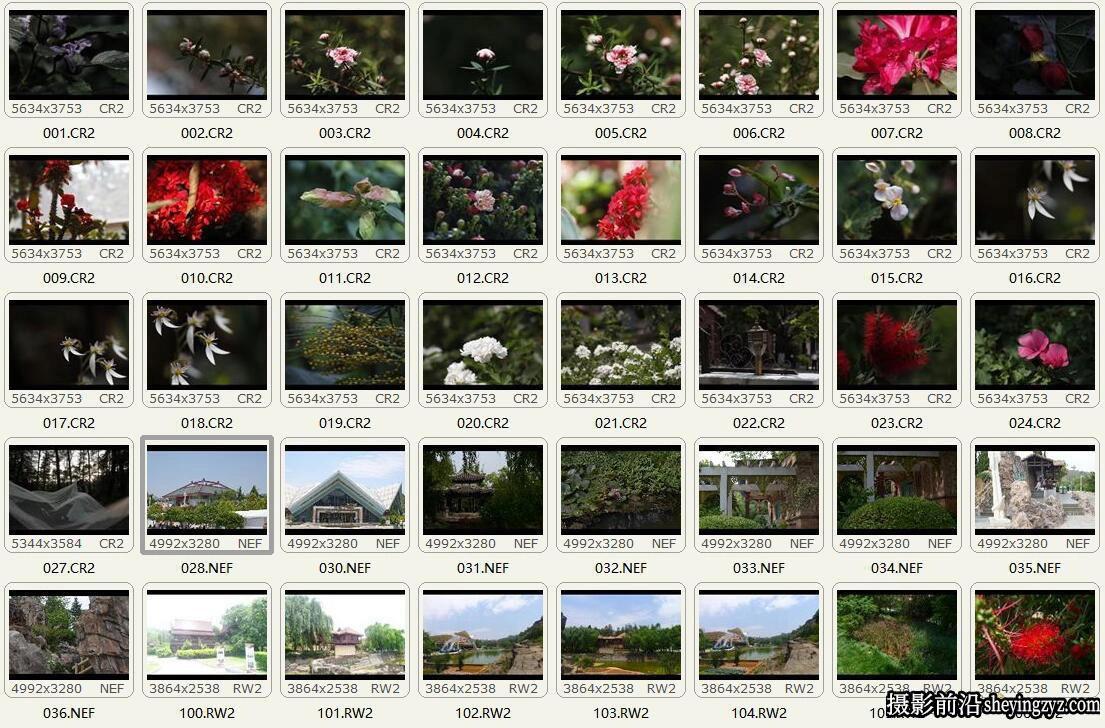 免费风光RAW原图-公园随拍花卉RAW原图,修图练习RAW素材