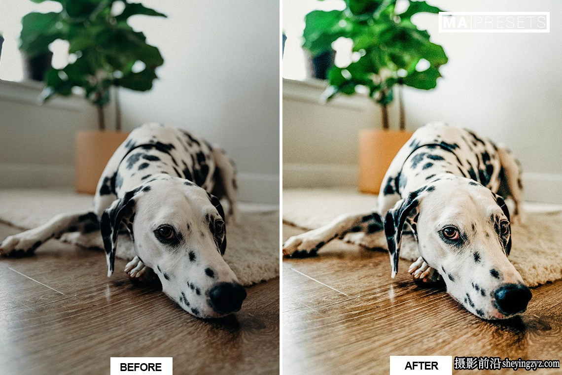 宠物狗狗摄影调色LR预设及手机版lr预设DOG – Lightroom Presets