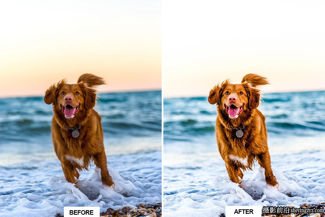 宠物狗狗摄影调色LR预设及手机版lr预设DOG – Lightroom Presets