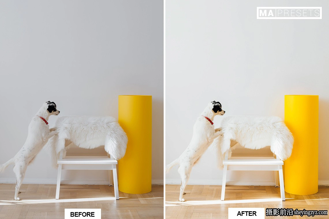 宠物狗狗摄影调色LR预设及手机版lr预设DOG – Lightroom Presets