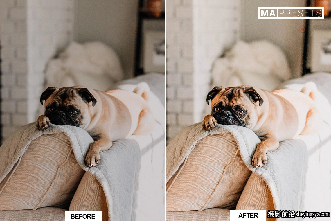 宠物狗狗摄影调色LR预设及手机版lr预设DOG – Lightroom Presets