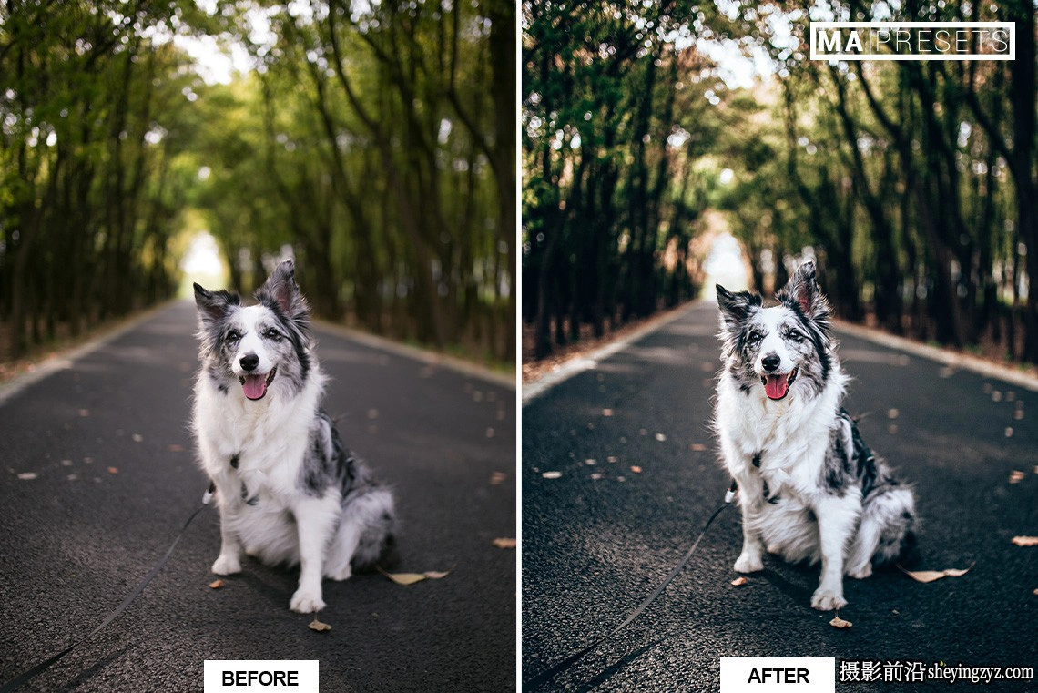 宠物狗狗摄影调色LR预设及手机版lr预设DOG – Lightroom Presets