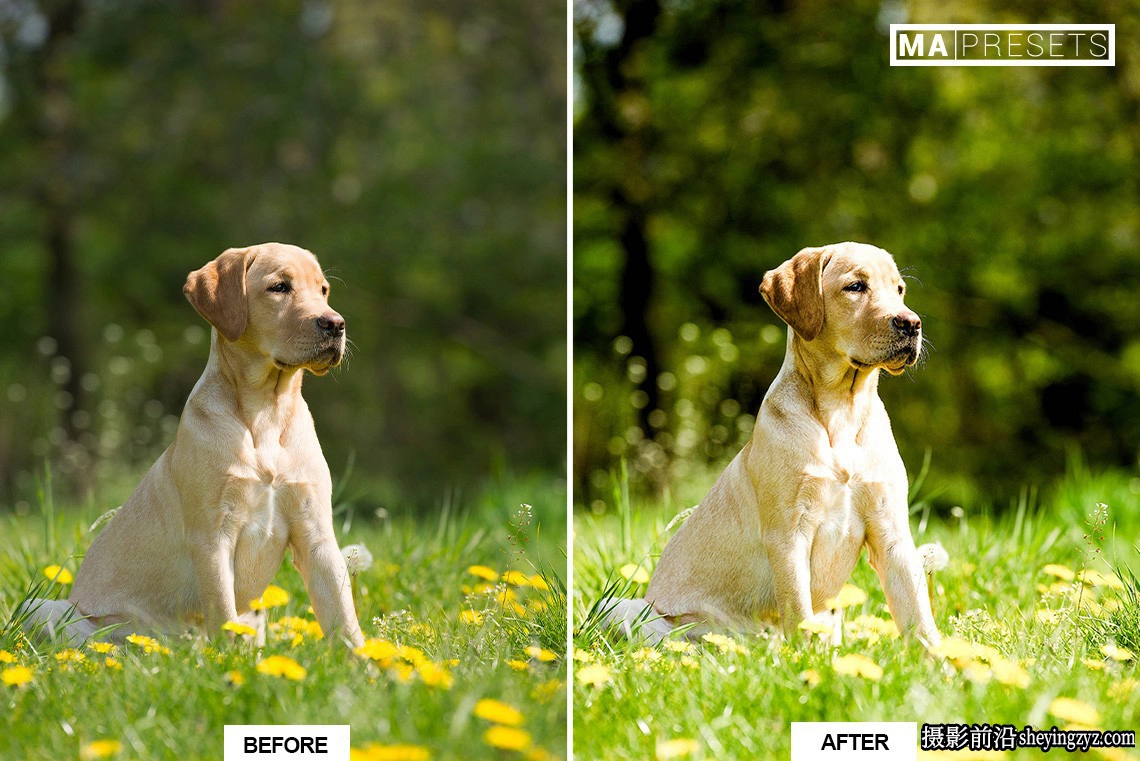 宠物狗狗摄影调色LR预设及手机版lr预设DOG – Lightroom Presets