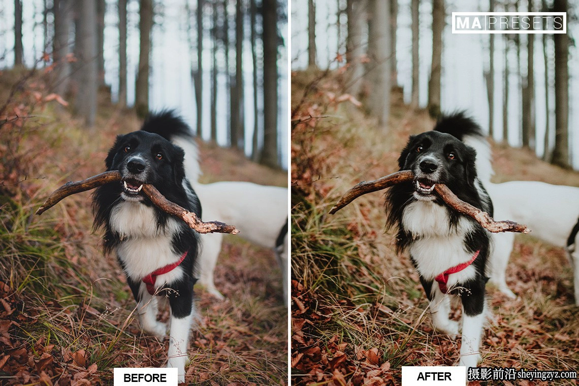 宠物狗狗摄影调色LR预设及手机版lr预设DOG – Lightroom Presets