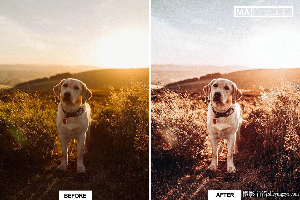 宠物狗狗摄影调色LR预设及手机版lr预设DOG – Lightroom Presets