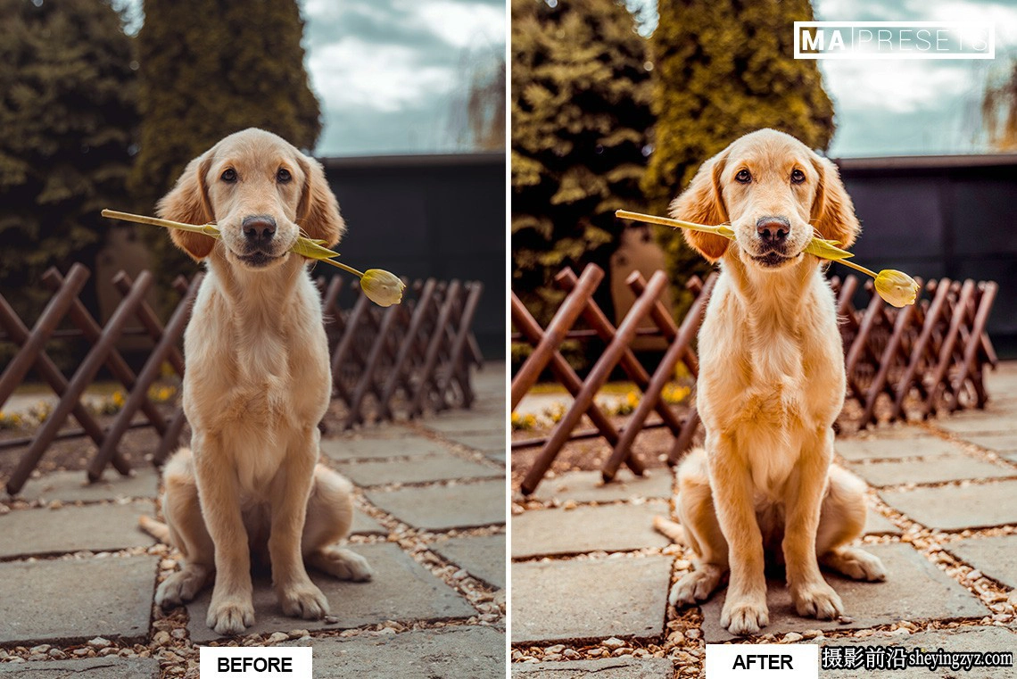 宠物狗狗摄影调色LR预设及手机版lr预设DOG – Lightroom Presets