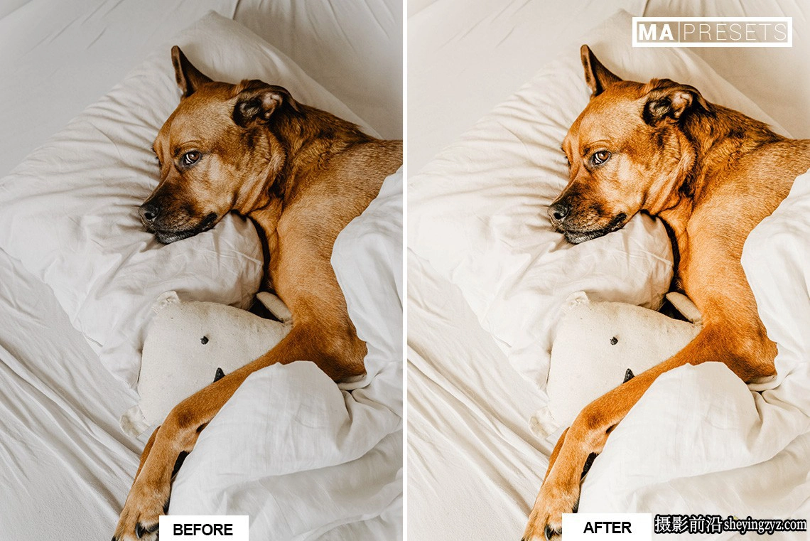 宠物狗狗摄影调色LR预设及手机版lr预设DOG – Lightroom Presets