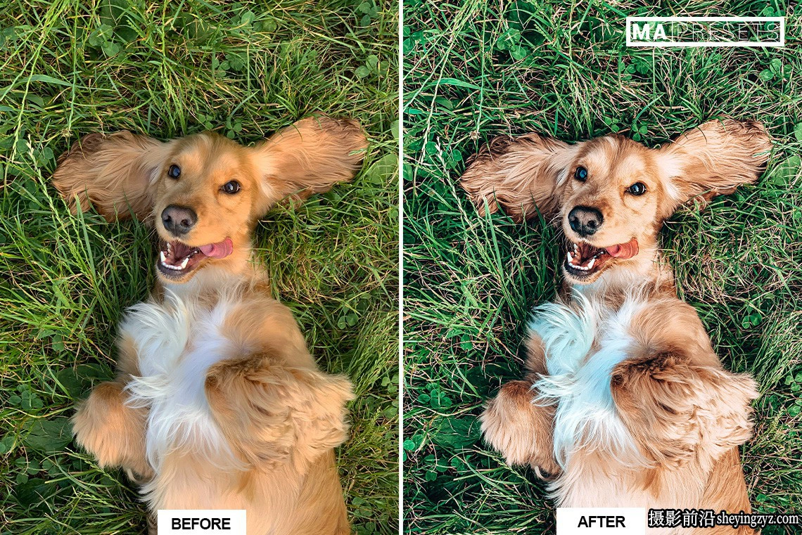 宠物狗狗摄影调色LR预设及手机版lr预设DOG – Lightroom Presets
