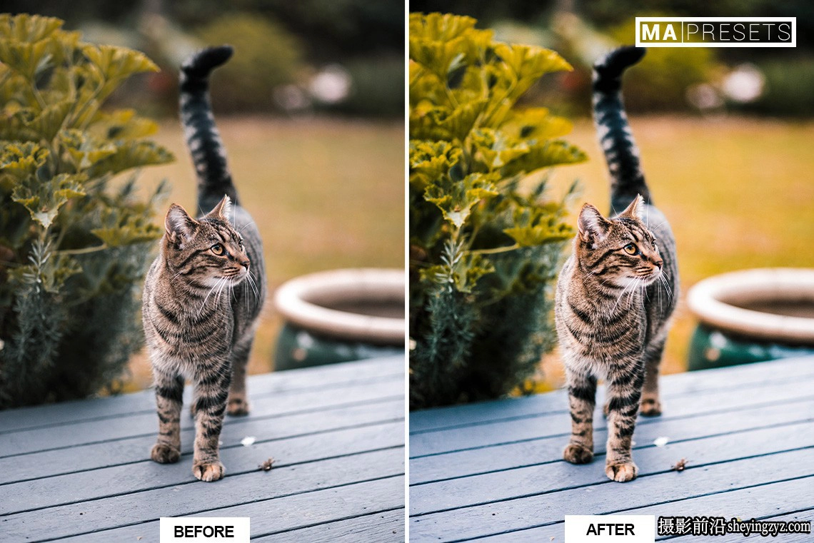 宠物猫咪摄影调色LR预设手机版lr预设 CAT – Lightroom Presets