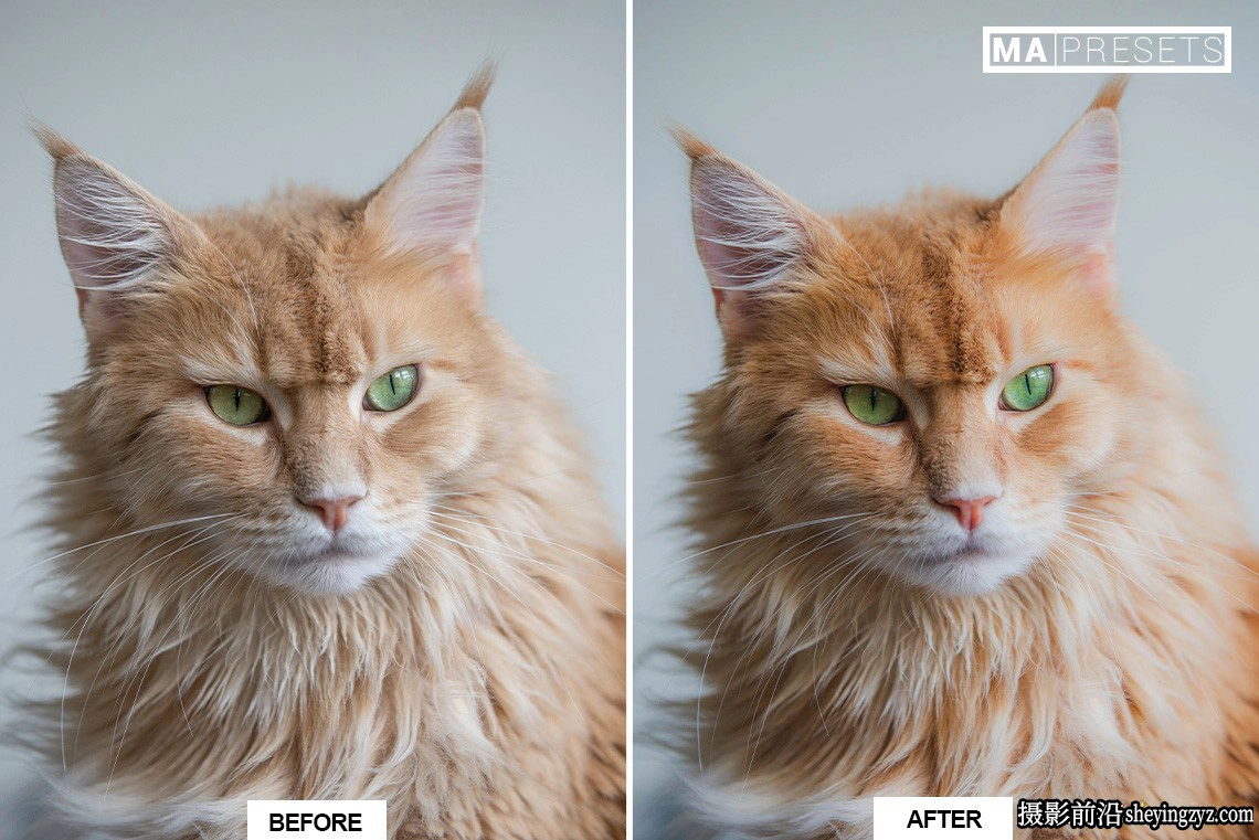 宠物猫咪摄影调色LR预设手机版lr预设 CAT – Lightroom Presets