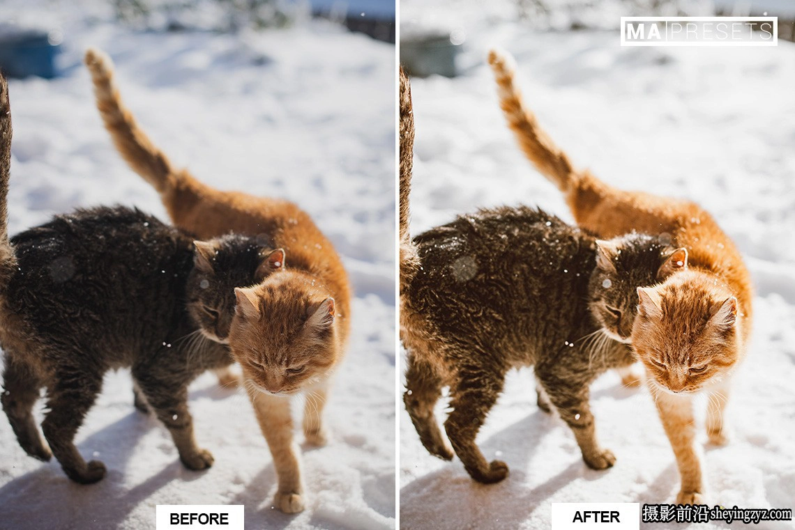 宠物猫咪摄影调色LR预设手机版lr预设 CAT – Lightroom Presets