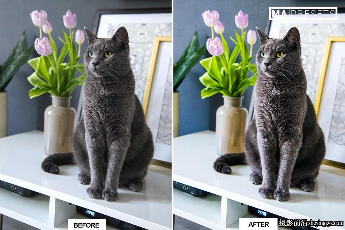 宠物猫咪摄影调色LR预设手机版lr预设 CAT – Lightroom Presets