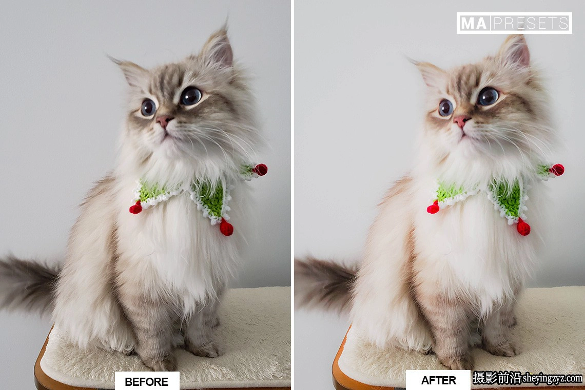 宠物猫咪摄影调色LR预设手机版lr预设 CAT – Lightroom Presets