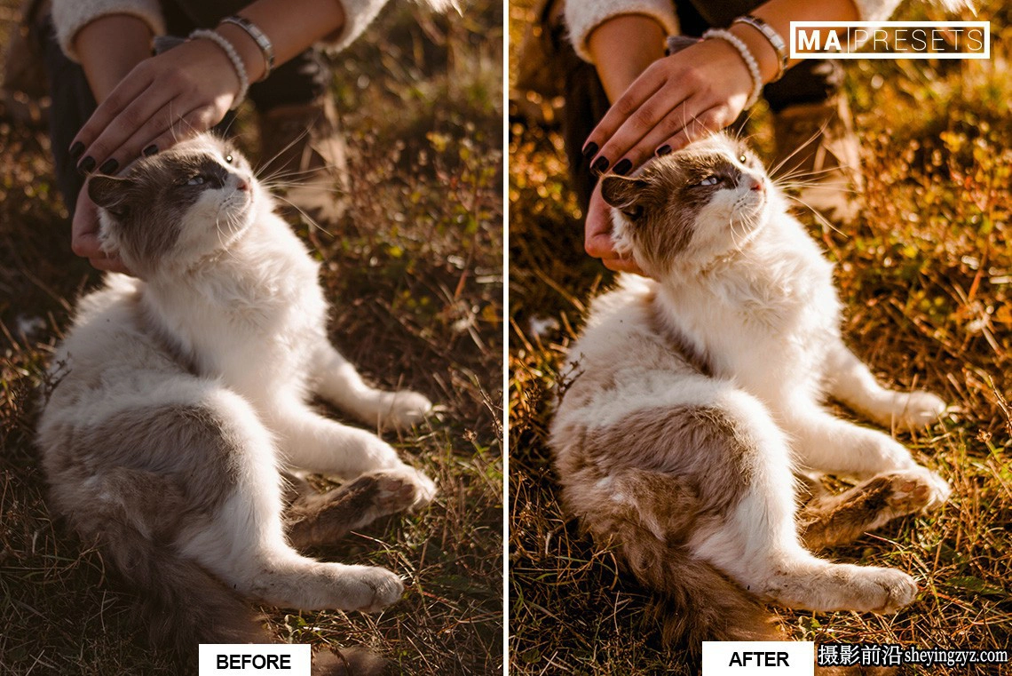 宠物猫咪摄影调色LR预设手机版lr预设 CAT – Lightroom Presets