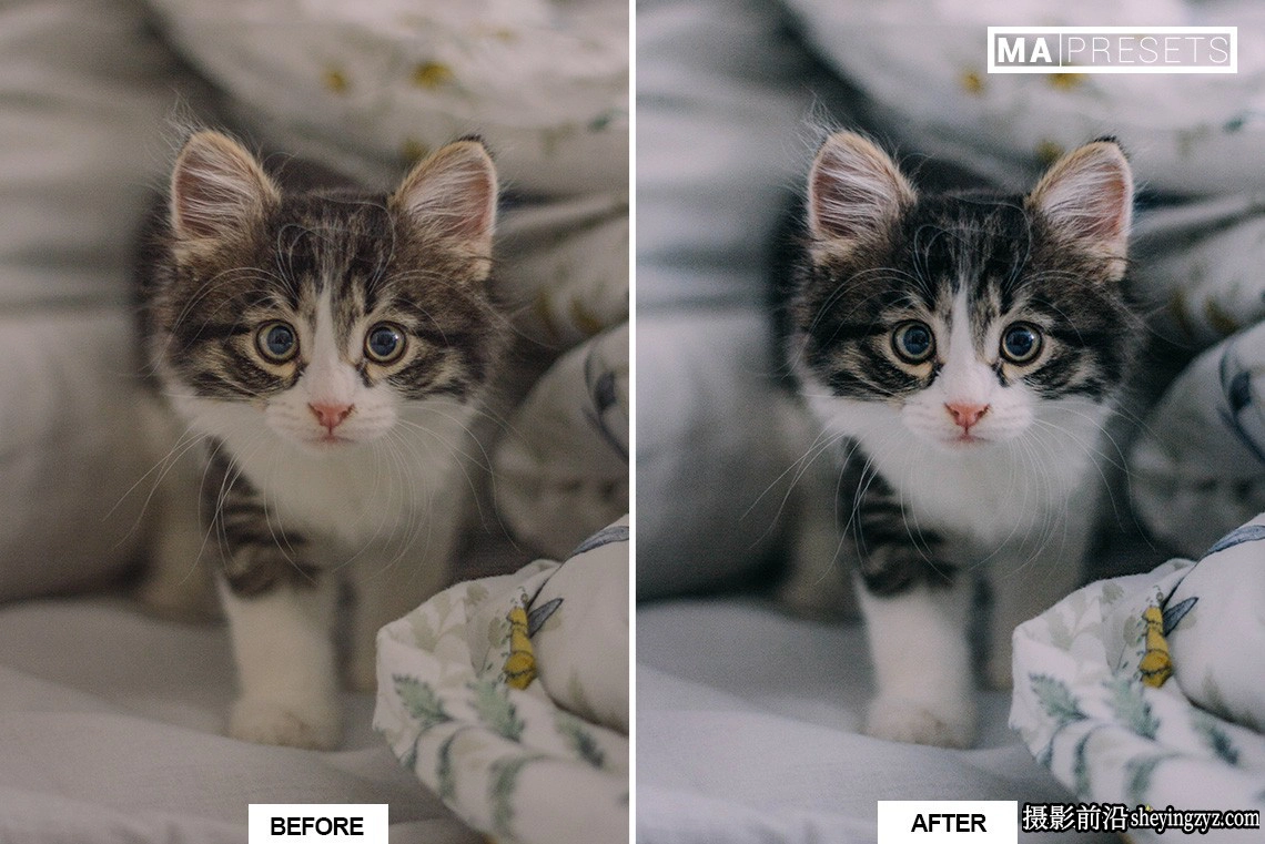 宠物猫咪摄影调色LR预设手机版lr预设 CAT – Lightroom Presets