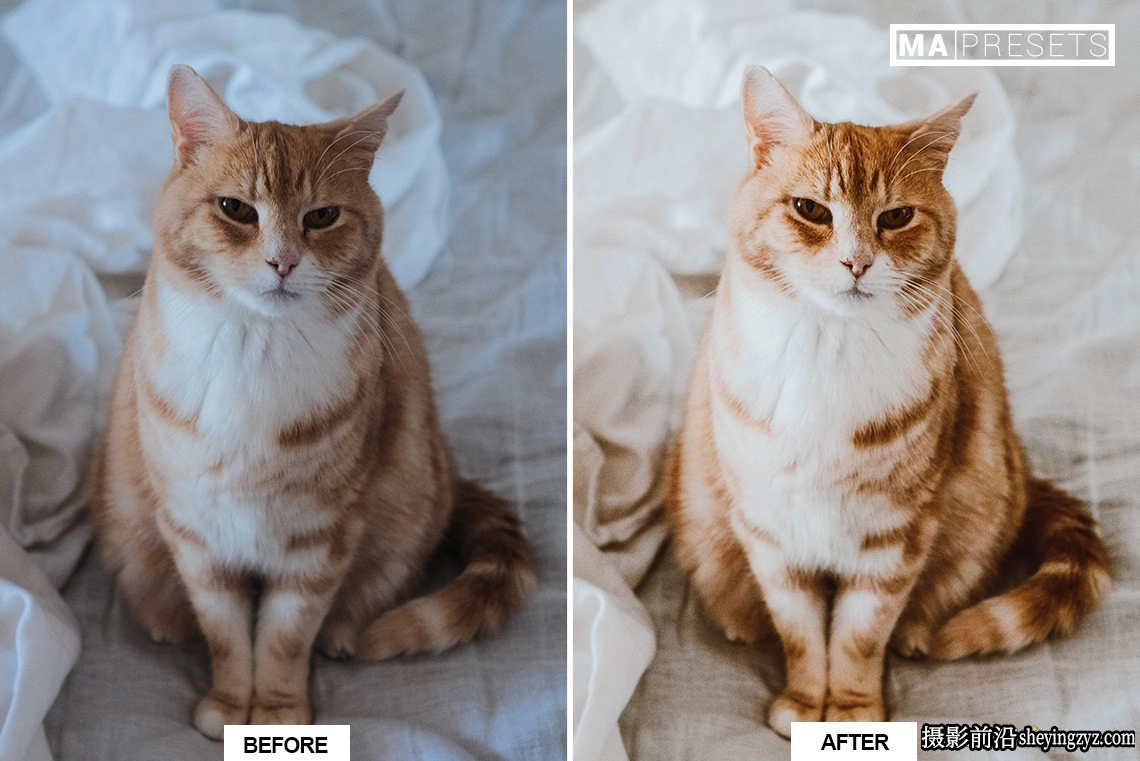 宠物猫咪摄影调色LR预设手机版lr预设 CAT – Lightroom Presets