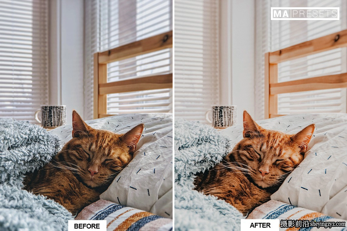 宠物猫咪摄影调色LR预设手机版lr预设 CAT – Lightroom Presets