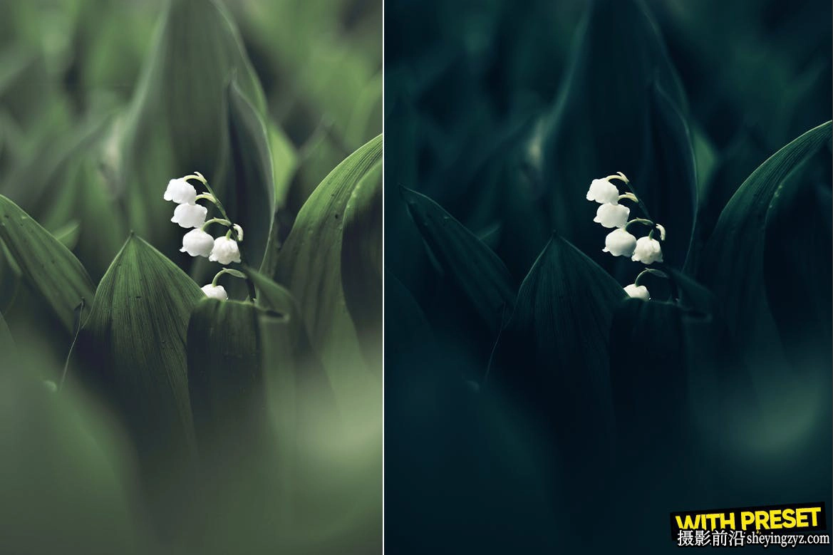 黑暗森林旅拍风光调色lr预设手机预设Cold Forest Lightroom Presets
