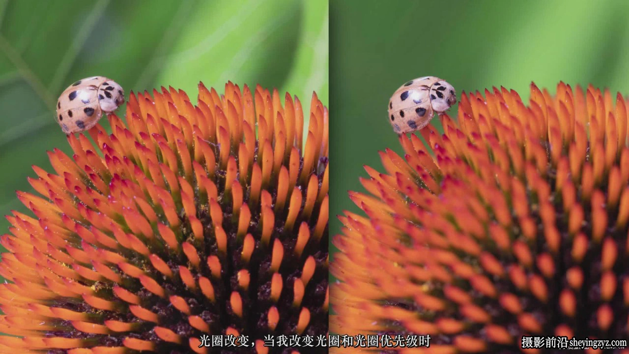 JOSHUADUNLOP-掌握微距摄影装备设置灵感布光套装教程-中英字幕