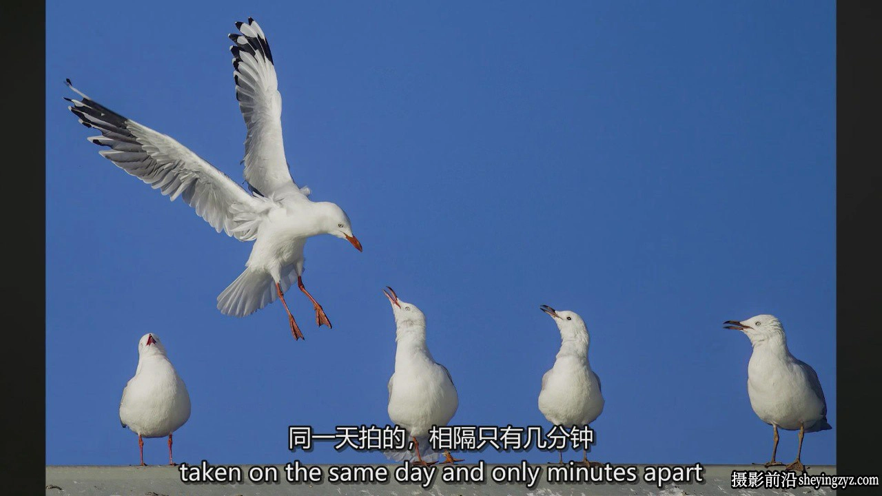 Nic Van Oudtshoorn 让野生动物摄影和鸟类摄影变得简单教程-中英字幕