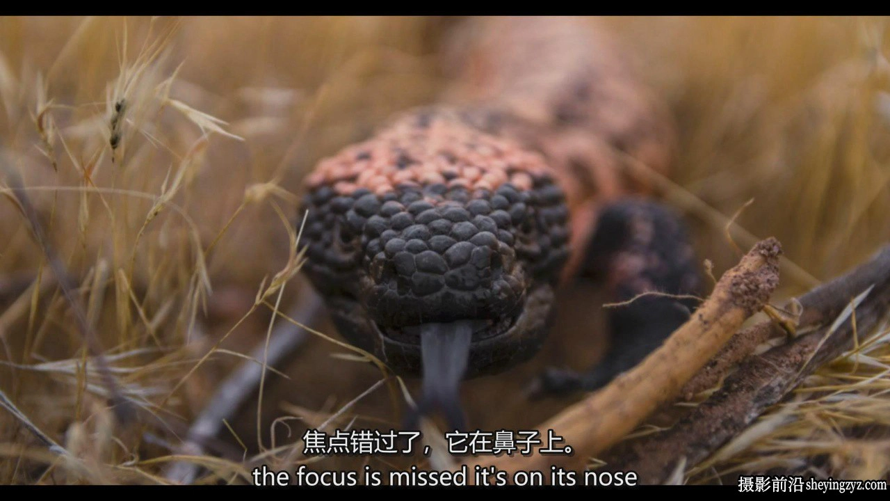 摄影师Reuben Clarke如何拍摄野生动物肖像摄影教程-中英字幕
