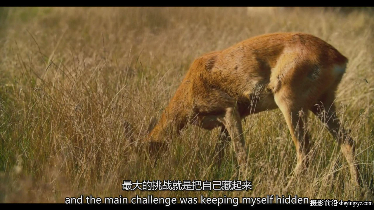 摄影师Reuben Clarke如何拍摄野生动物肖像摄影教程-中英字幕