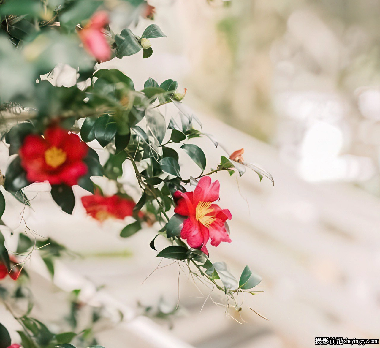 经典柯达胶卷Lightroom预设C1ick Match Kodak Pro Pack Presets V2