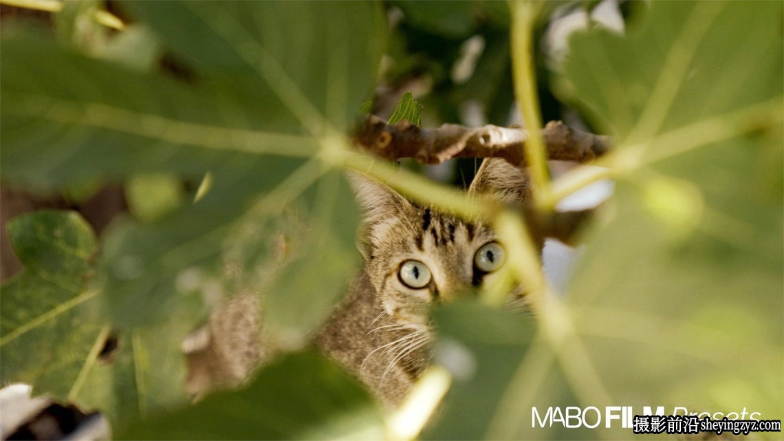 5种复古电影仿真胶片LR预设 MABO Film Lightroom Presets