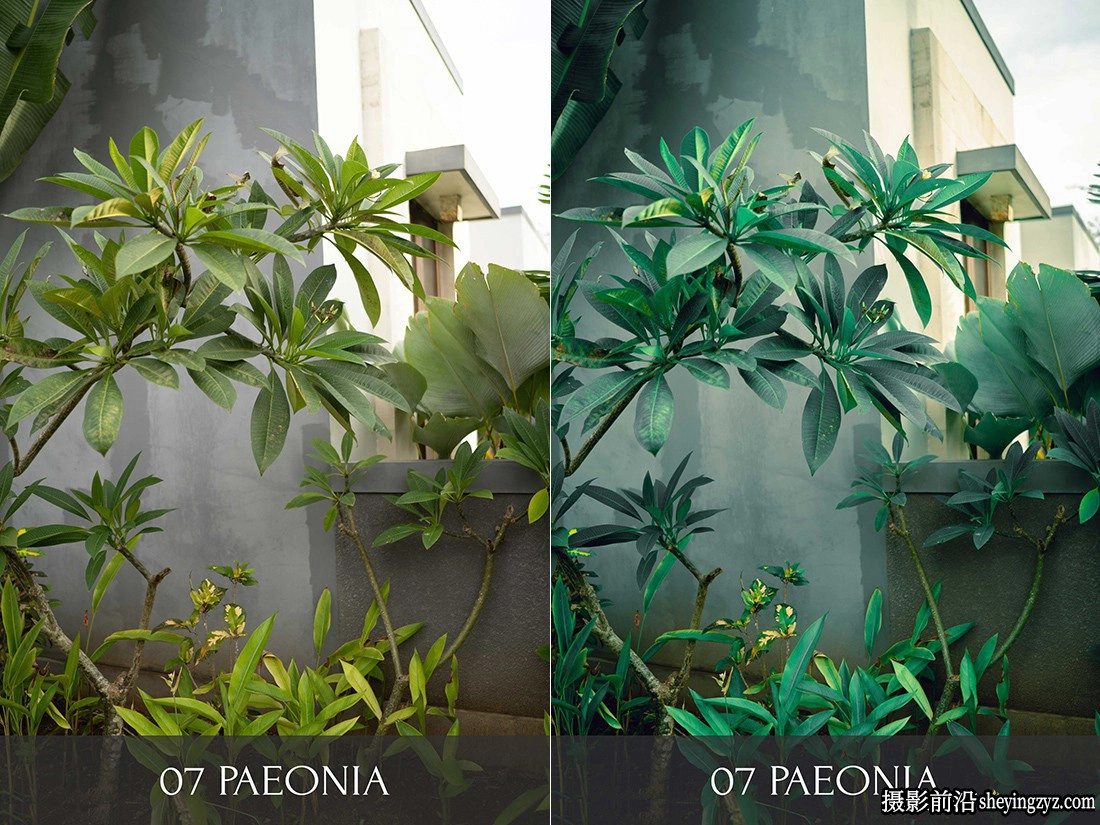 摄影师 Polina Washington植物园LR预设 Botanical Garden Presets