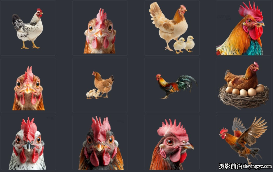 各种公鸡母鸡小鸡PNG素材大合集透明免扣素材53PNG
