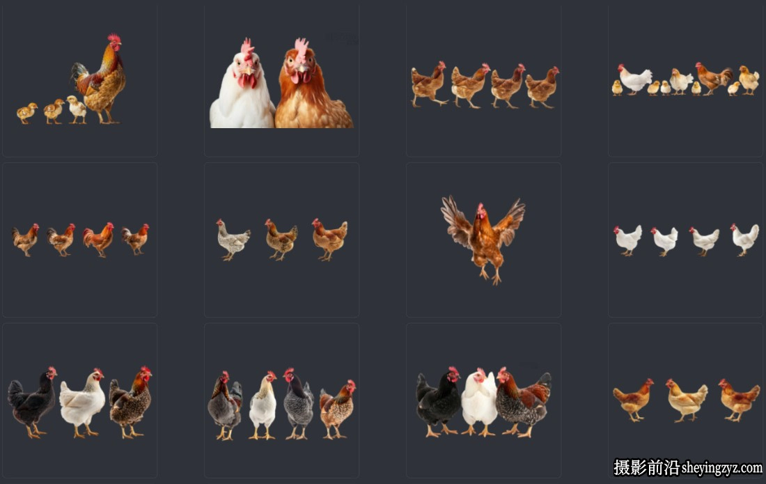 各种公鸡母鸡小鸡PNG素材大合集透明免扣素材53PNG