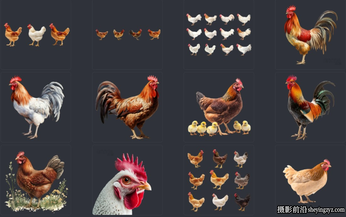 各种公鸡母鸡小鸡PNG素材大合集透明免扣素材53PNG