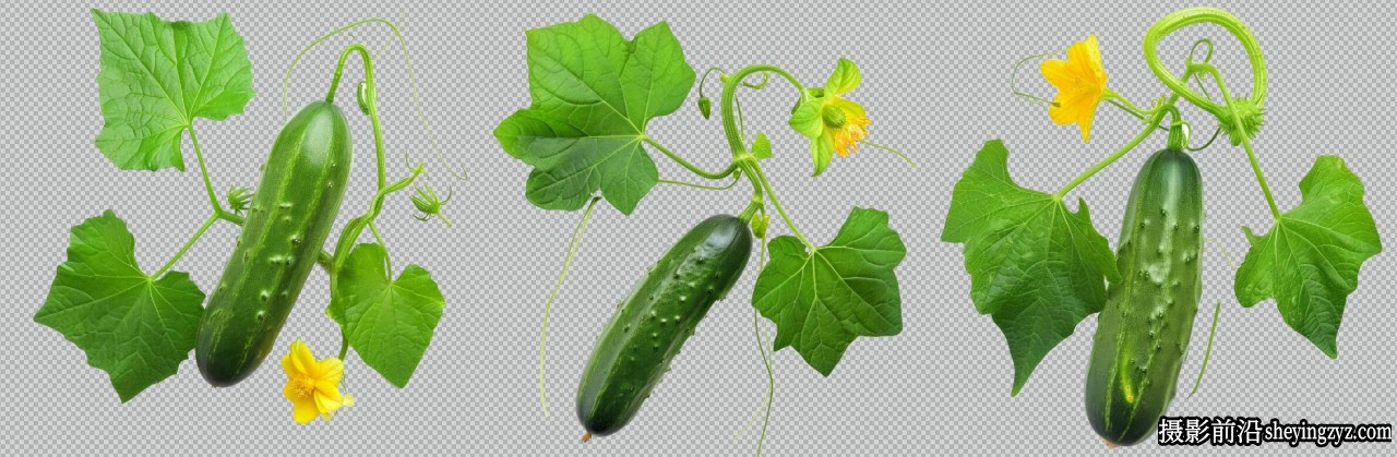 52种沙拉配菜绿叶蔬菜透明PNG免扣素材 52xPNG