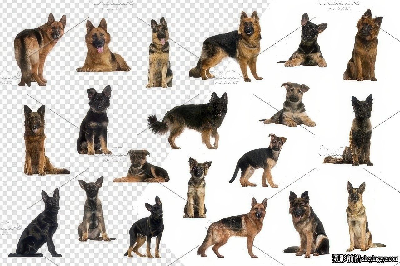 20只德国牧羊犬PNG透明免扣素材合集合成素材