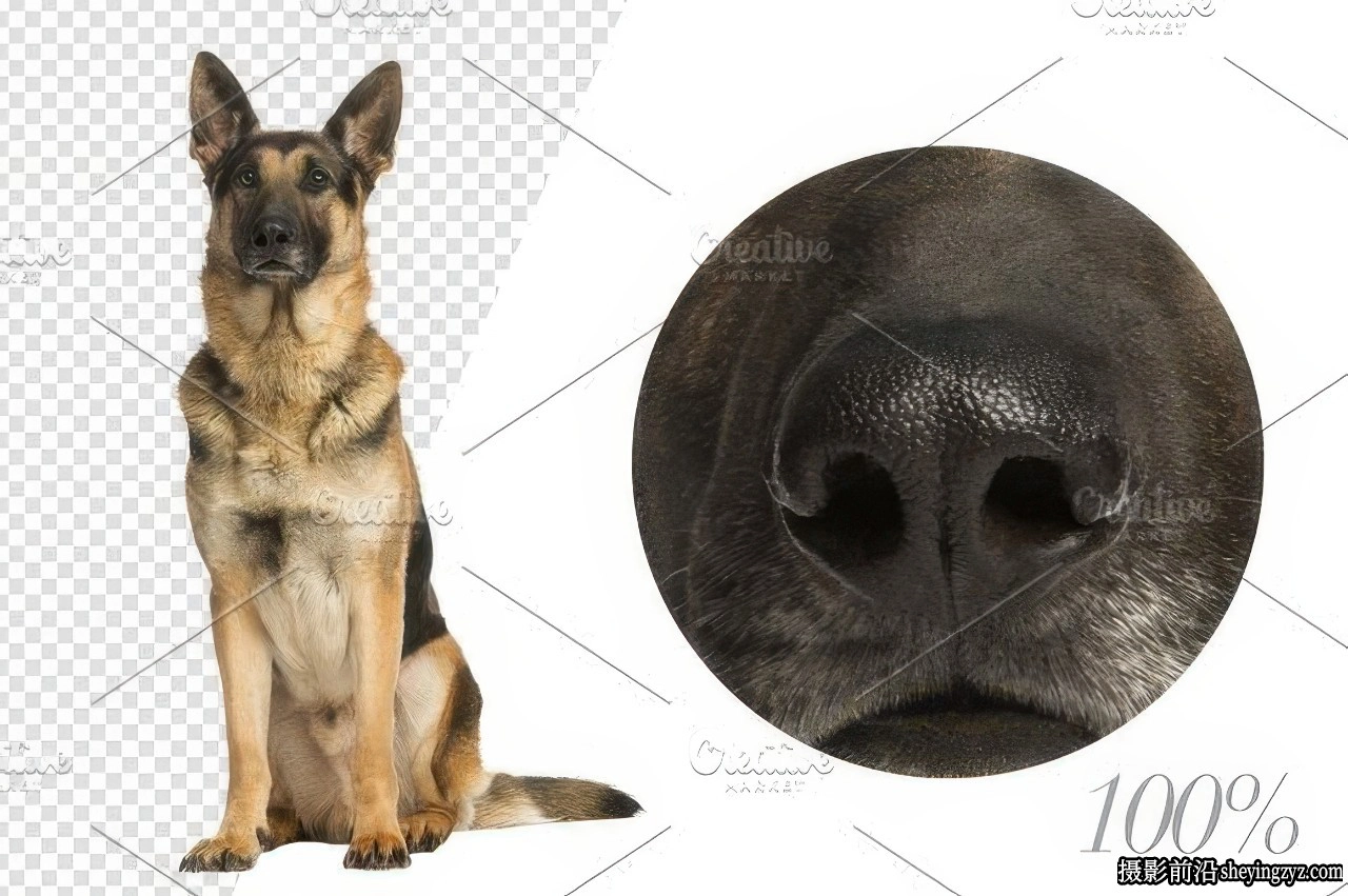 20只德国牧羊犬PNG透明免扣素材合集合成素材