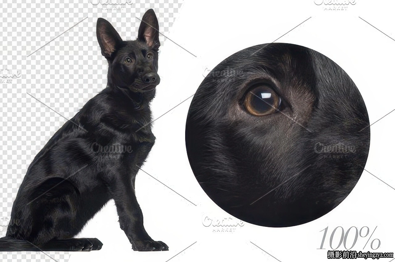 20只德国牧羊犬PNG透明免扣素材合集合成素材