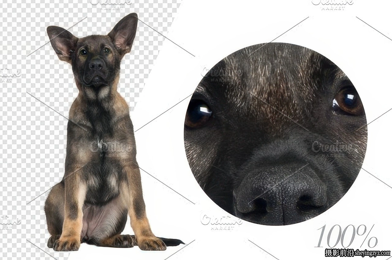 20只德国牧羊犬PNG透明免扣素材合集合成素材