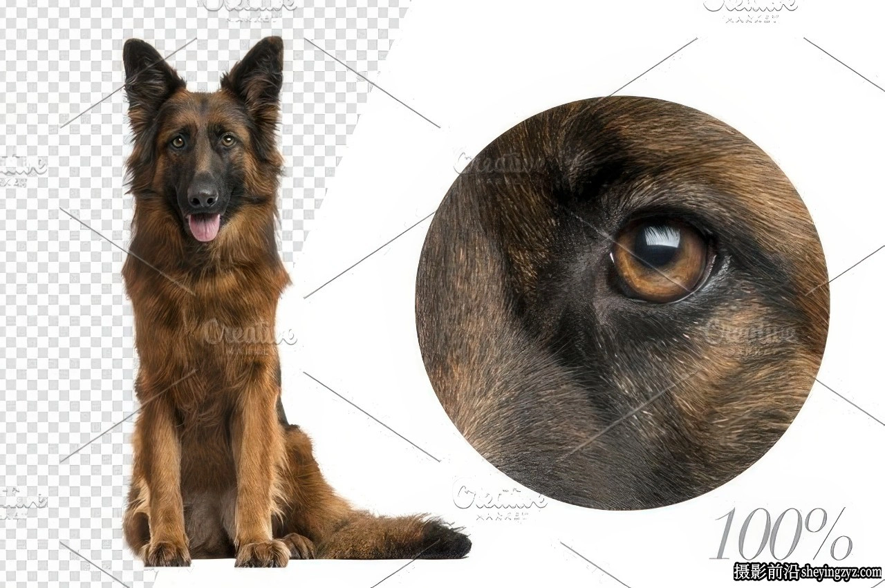 20只德国牧羊犬PNG透明免扣素材合集合成素材