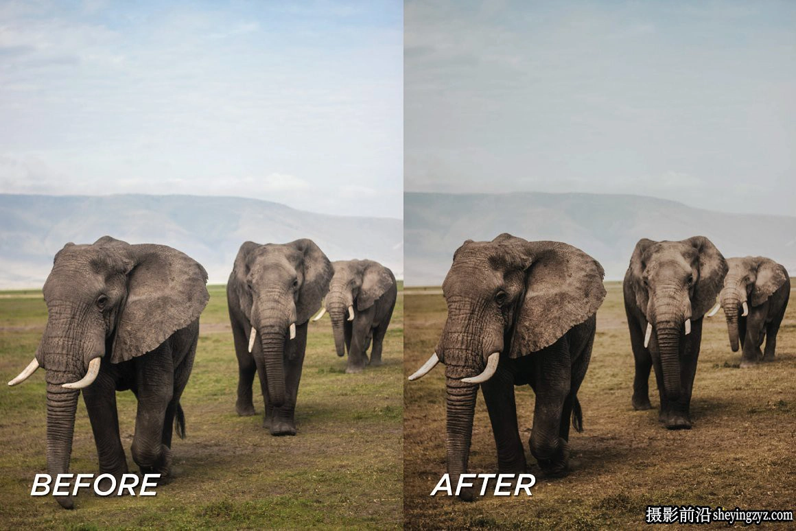 旅拍野生动物调色LR预设+手机调色滤镜 Safari Lightroom Presets
